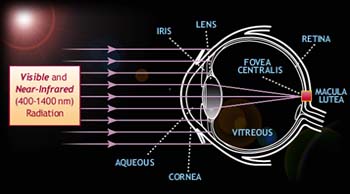 Illustration of where Visible and Near-Ultraviolet Radiation (400-1400nm) is absorbed in the eye.