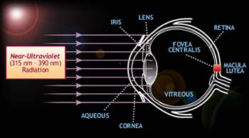 Illustration of where Near-Ultraviolet Radiation (315nm-390nm) is absorbed in the eye.