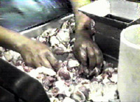 Gizzard Table-peeler Operator