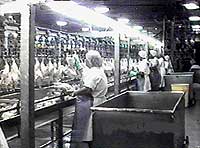 Poultry Workers