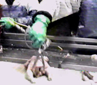 Tail Cutter