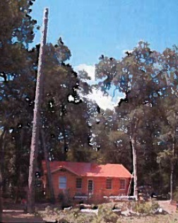 Photo of cut pine tree from which 14-year-old Blake Bryant fell to his death.