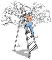 Tripod orchard ladder