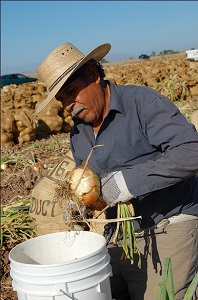 Agricultural worker