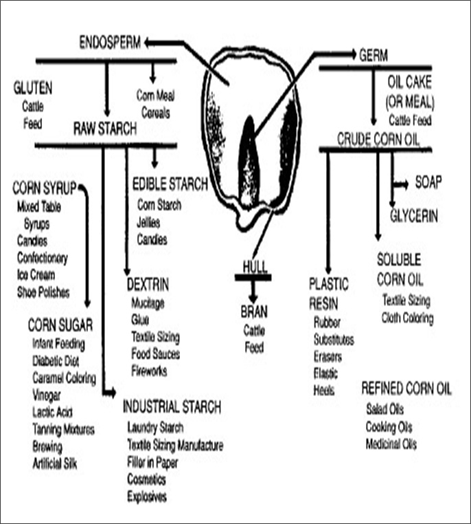 Figure II.5.1 Various Uses of Corn (EPA, 1995)