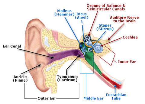 Anatomy of the Human Ear illustration includes Outer Ear - Auricle (Pinna), Ear Canal, and Tympanum (Eardrum), Middle Ear - Malleus (Hammer), Incus (Anvil), Stapes (Stirrup) and Eustachian Tube, Inner Ear - Organs of Balance & Semicircular Canals, Auditory Nerve to the Brain, and Cochlea. For problems with accessibility in using figures, illustrations in this document, please contact the Directorate of Technical Support and Emergency Management at (202) 693-2300.