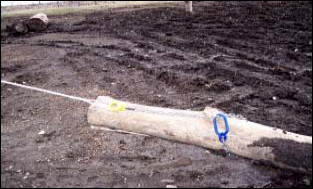 Chain chocker installed on limb and winch line attached to chocker